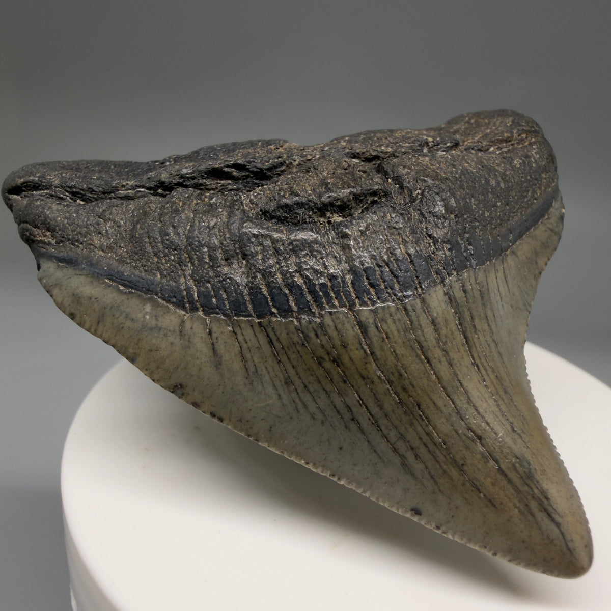 Front Left View Gorgeous 2.49" Colorful Fossil Megalodon Tooth – South Carolina River Find | Authentic megalodonteeth.com CM6738