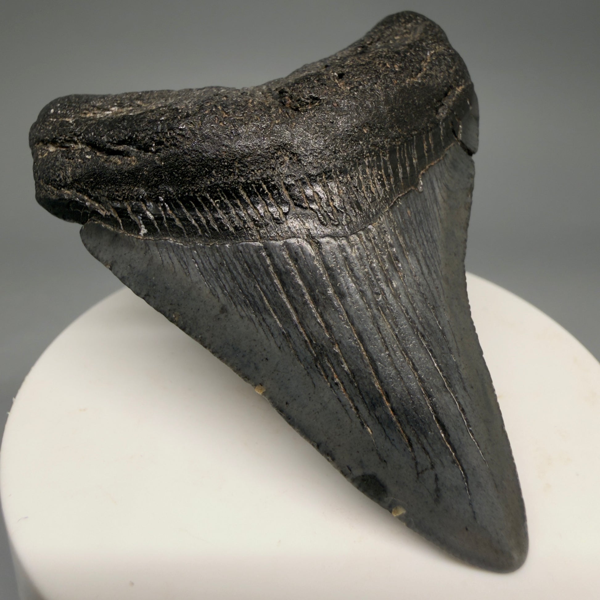 Front Left View Gorgeous 2.66" Colorful Fossil Megalodon Tooth – South Carolina River Find | Authentic CM6552