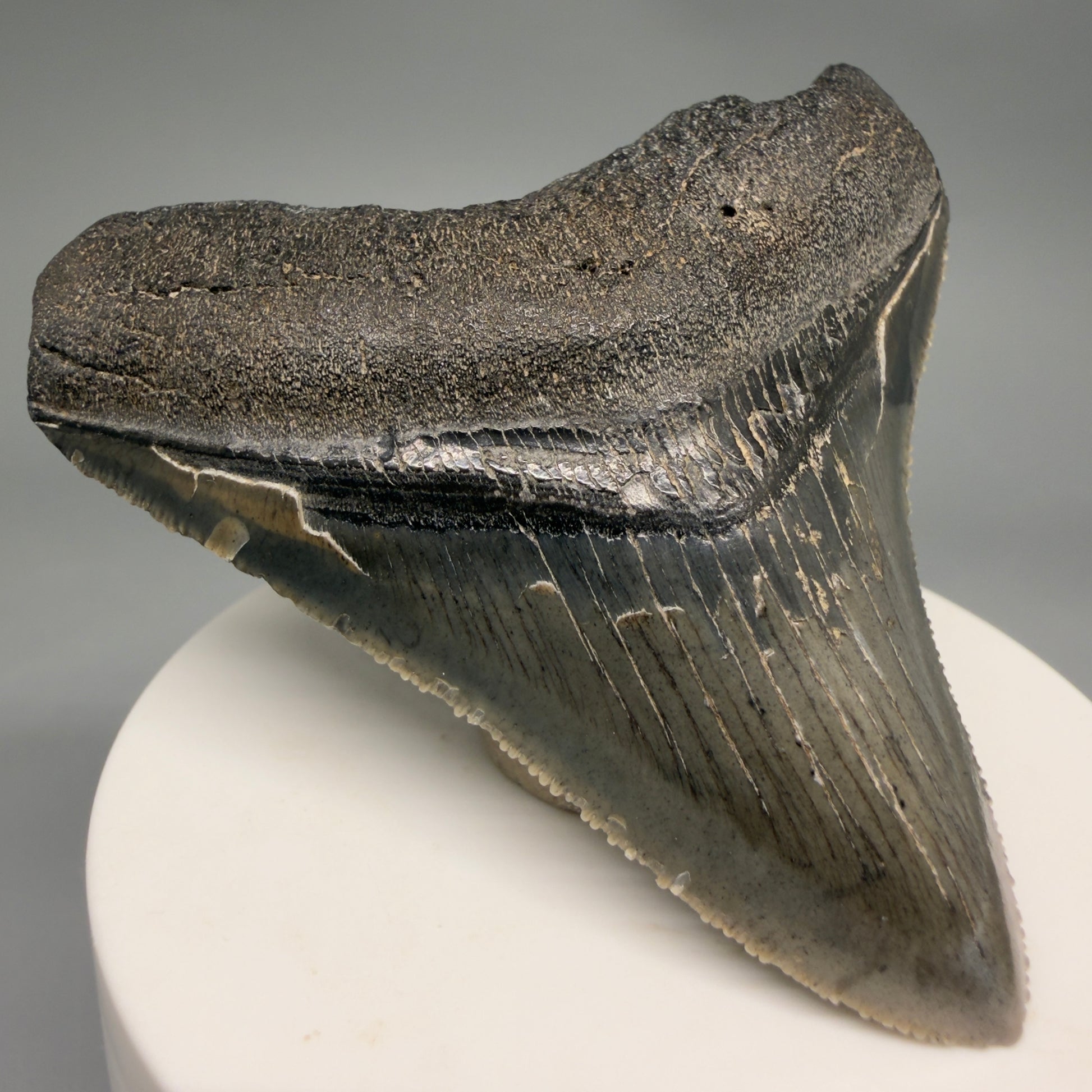 Front Left View Gorgeous 2.82" Colorful Fossil Megalodon Tooth – South Carolina River Find | Authentic megalodonteeth.com CM6554