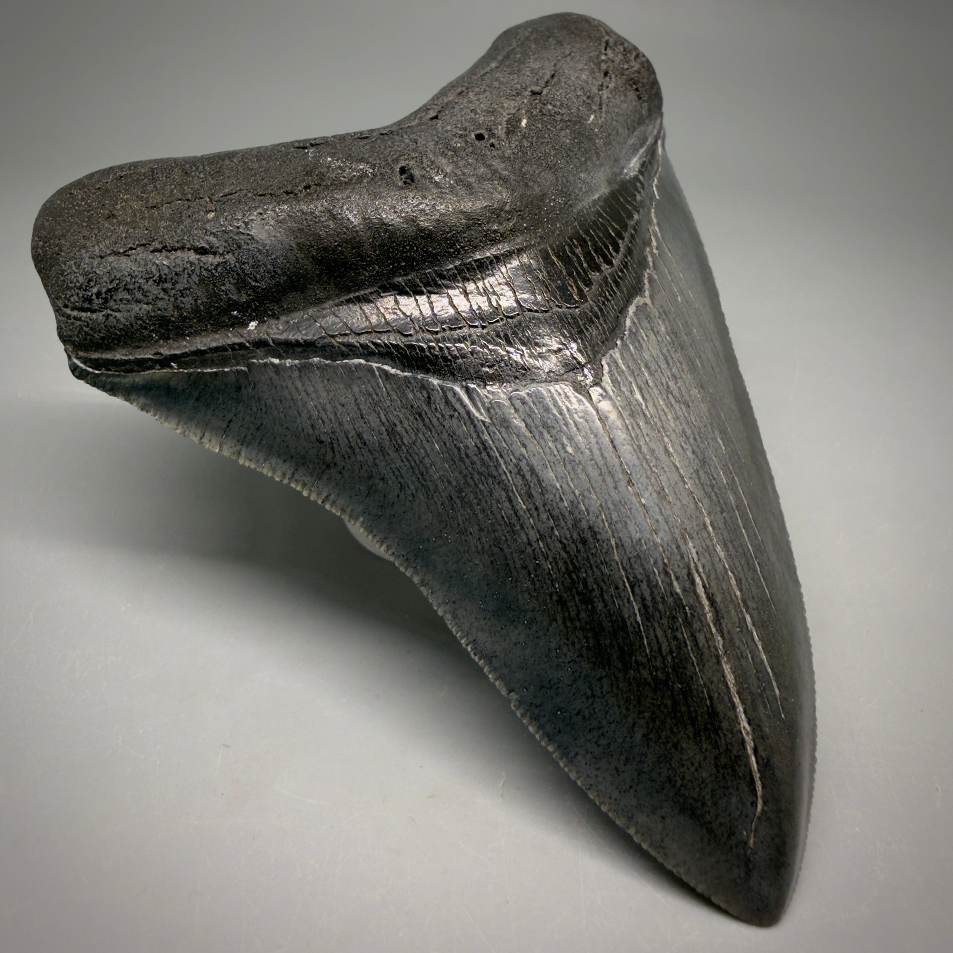 Front Left View Gorgeous 4.32" Fossil Megalodon Shark Tooth - Georgia - Collector's Quality megalodonteeth.com CM6604