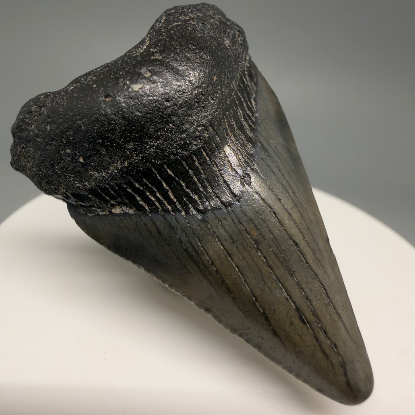Front Left View Gorgeous, affordable 1.86" Colorful Fossil Megalodon Tooth – South Carolina River Find | Authentic megalodonteeth.com CM6539