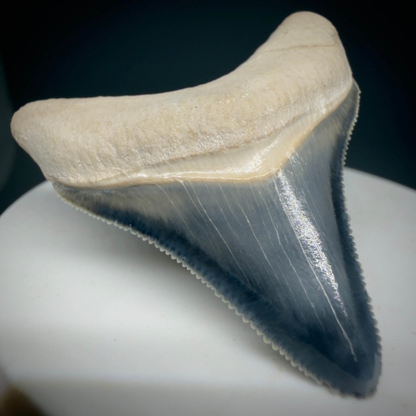 Front Left View Gorgeous blue, serrated 1.74" Fossil Megalodon Shark Tooth - Bone Valley, Florida megalodonteeth.com CM6675