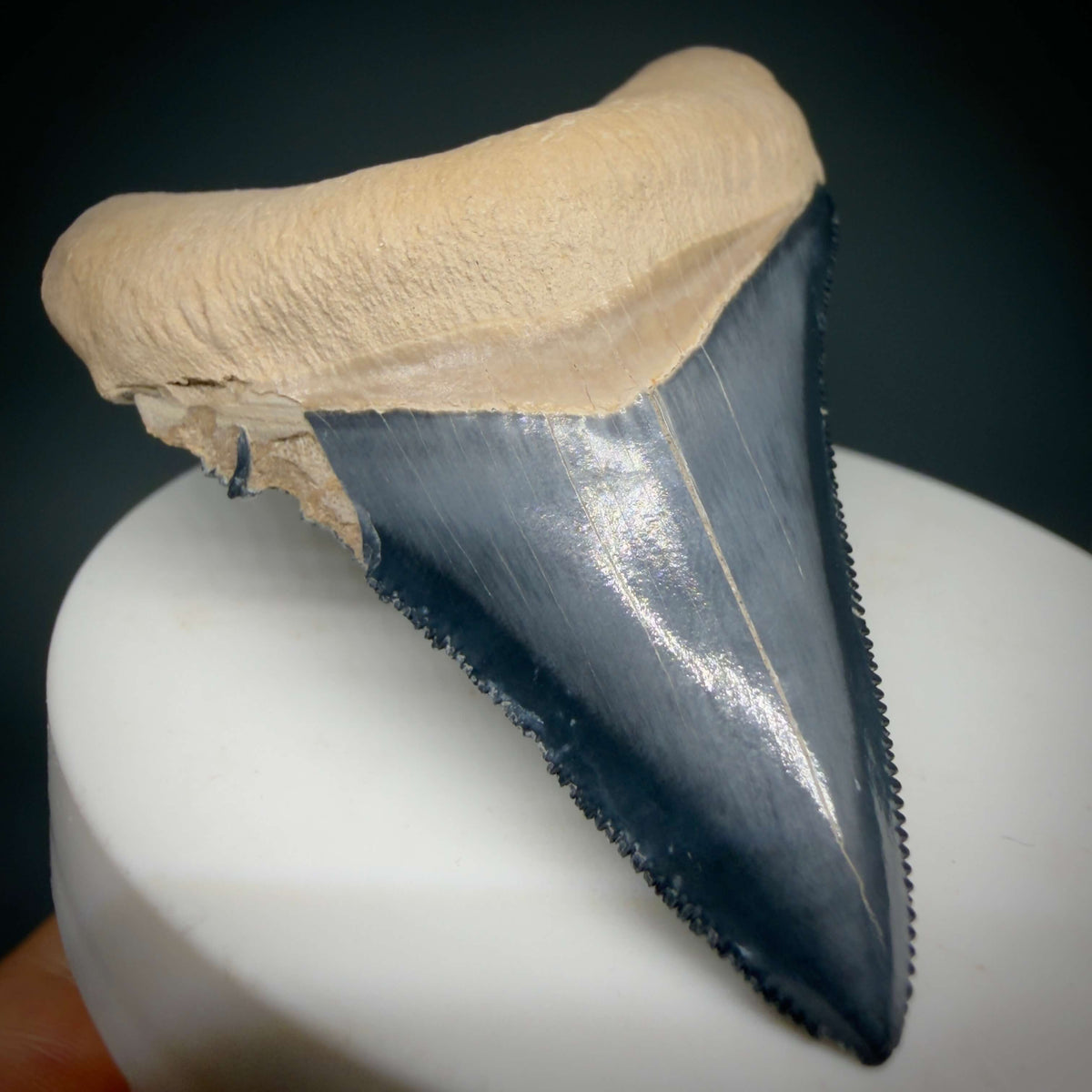 Front Left View Gorgeous blue, serrated 2.47" Fossil Megalodon Shark Tooth - Bone Valley, Florida megalodonteeth.com CM6678 - 1
