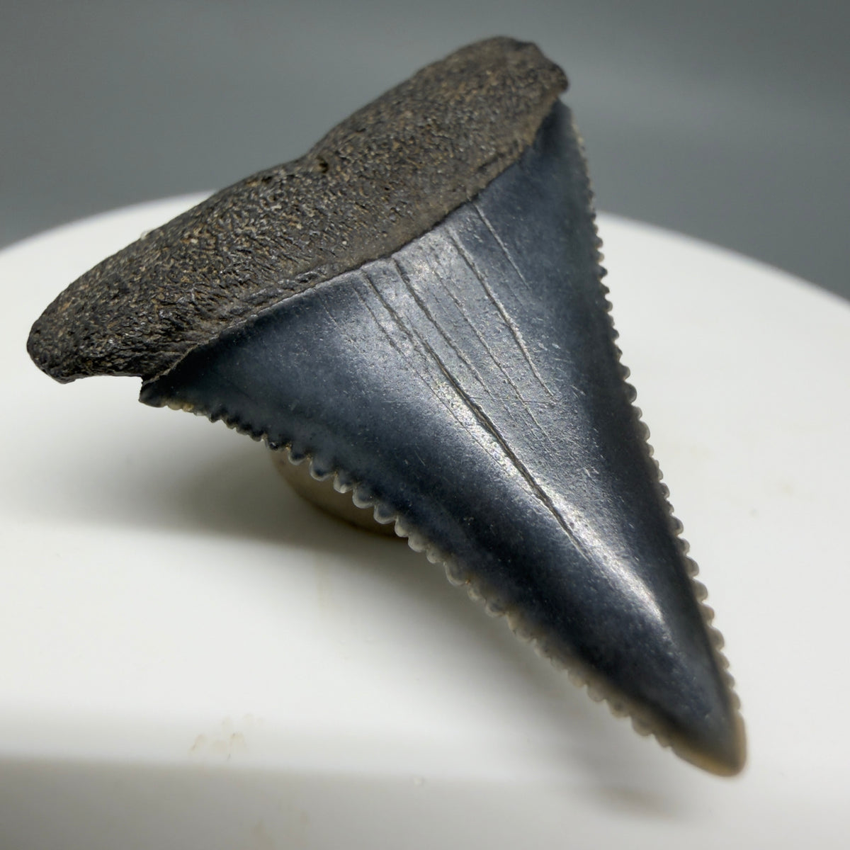 Front Left View Gorgeous colors and prints 1.31" Fossil Great White Shark Tooth - South Carolina megalodonteeth.com GW1384 