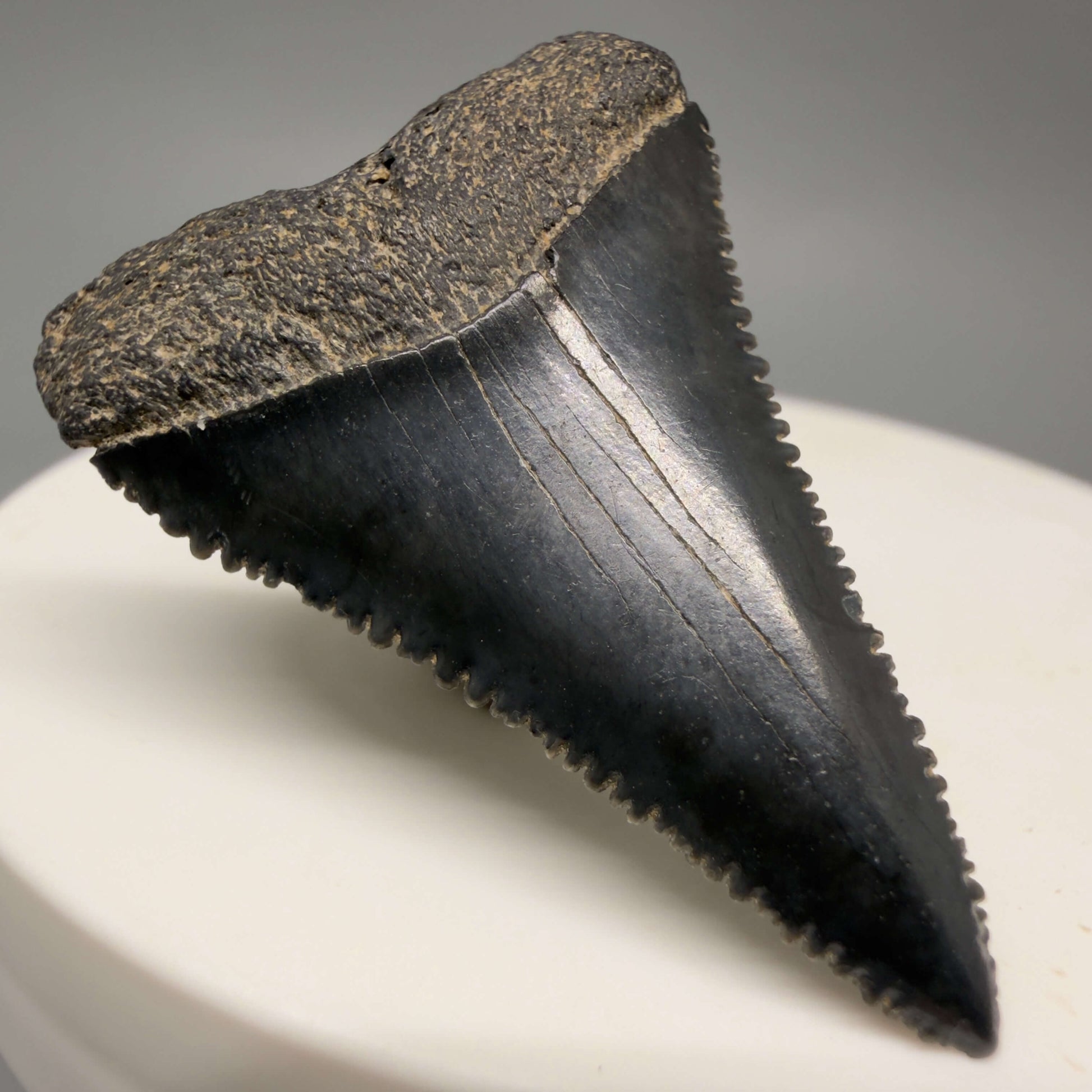 Front Left View Gorgeous colors and prints 1.50" Fossil Great White Shark Tooth - South Carolina GW1362