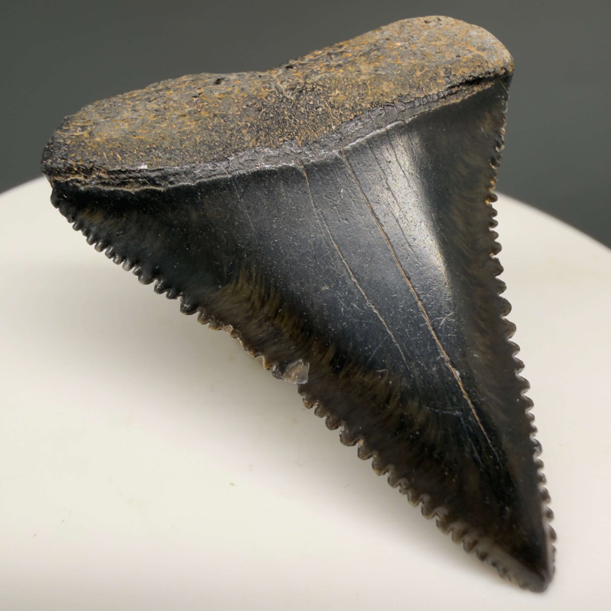 Front Left View Gorgeous colors and prints 1.57" Fossil Great White Shark Tooth - South Carolina GW1364