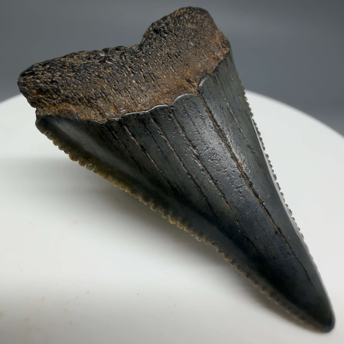 Front Left View Gorgeous colors and prints 1.60" Fossil Great White Shark Tooth - South Carolina megalodonteeth.com GW1386