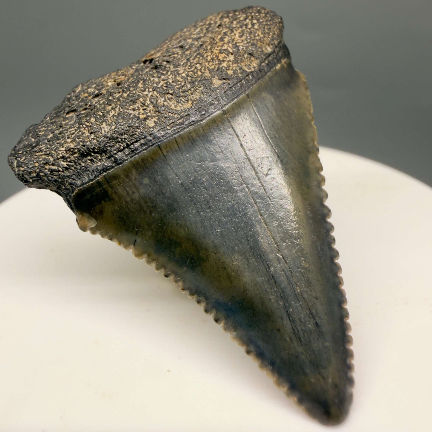 Front Left View Gorgeous colors and prints 1.63" Fossil Great White Shark Tooth - South Carolina GW1365