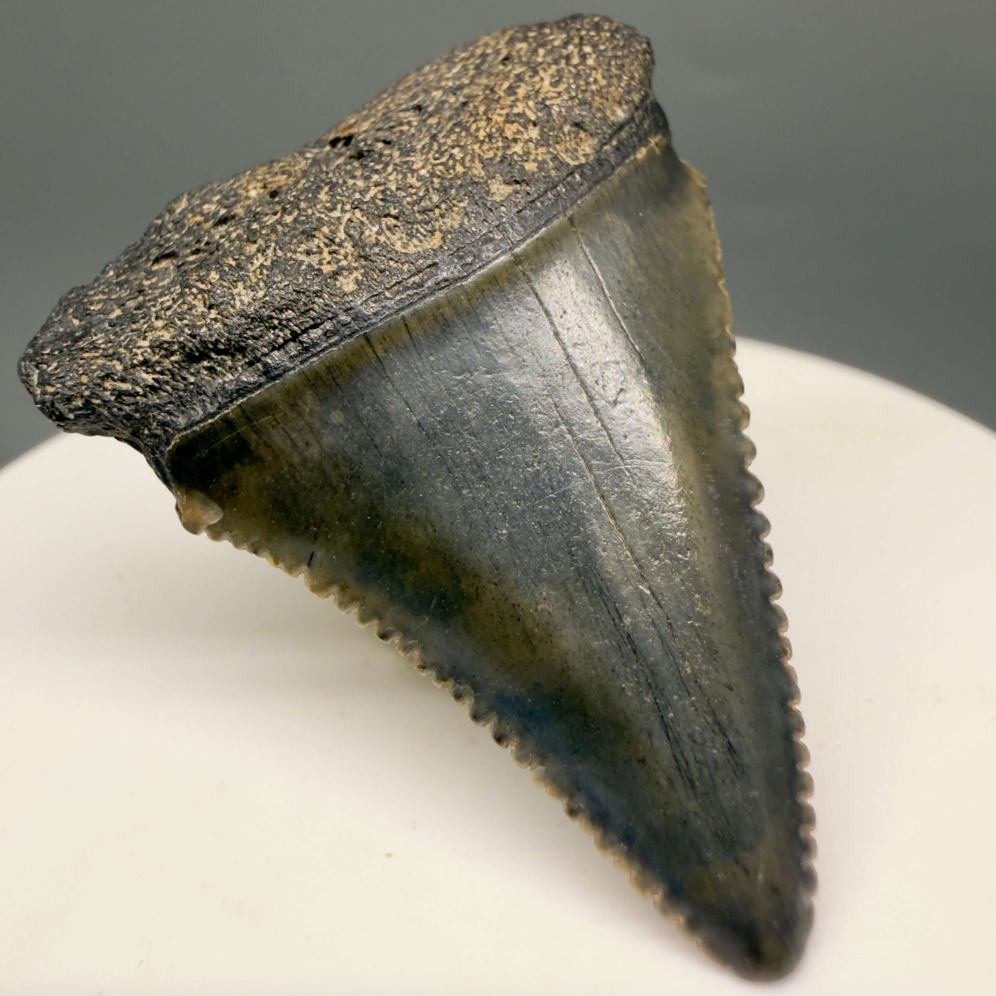 Front Left View Gorgeous colors and prints 1.63" Fossil Great White Shark Tooth - South Carolina GW1365