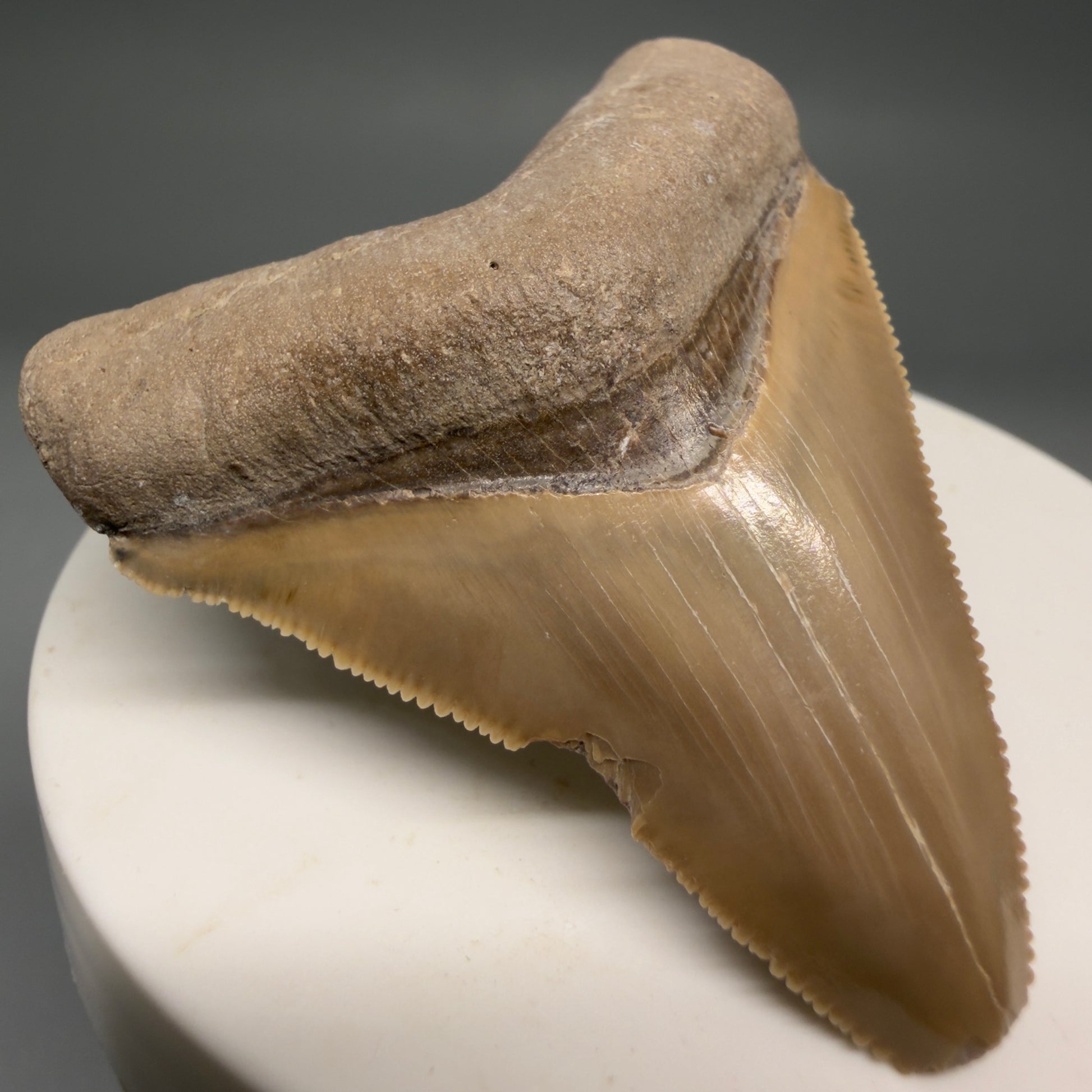 Front Left View Gorgeous heart-shaped, serrated 2.13" Fossil Megalodon Shark Tooth - Bone Valley, Florida megalodonteeth.com CM6676 