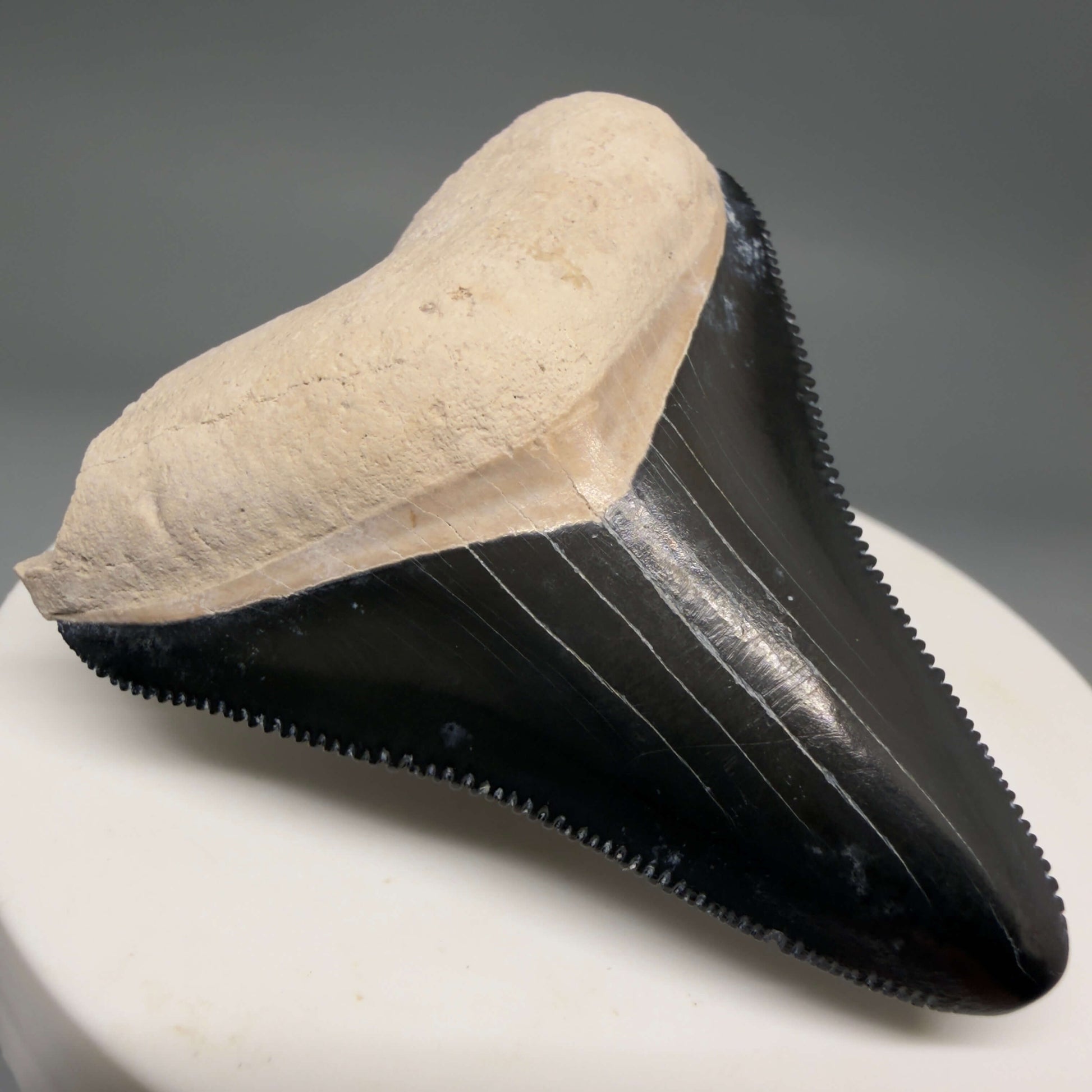 Front Left View Gorgeous, serrated 2.00" Fossil Megalodon Shark Tooth - Bone Valley, Florida mealodonteeth.com CM6677 