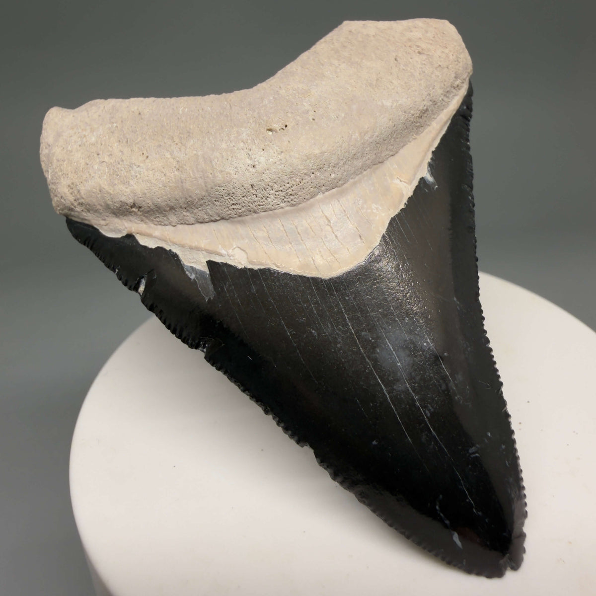 Front Left View Gorgeous, serrated 2.86" Fossil Megalodon Shark Tooth - Bone Valley, Florida megalodonteeth.com CM6679 