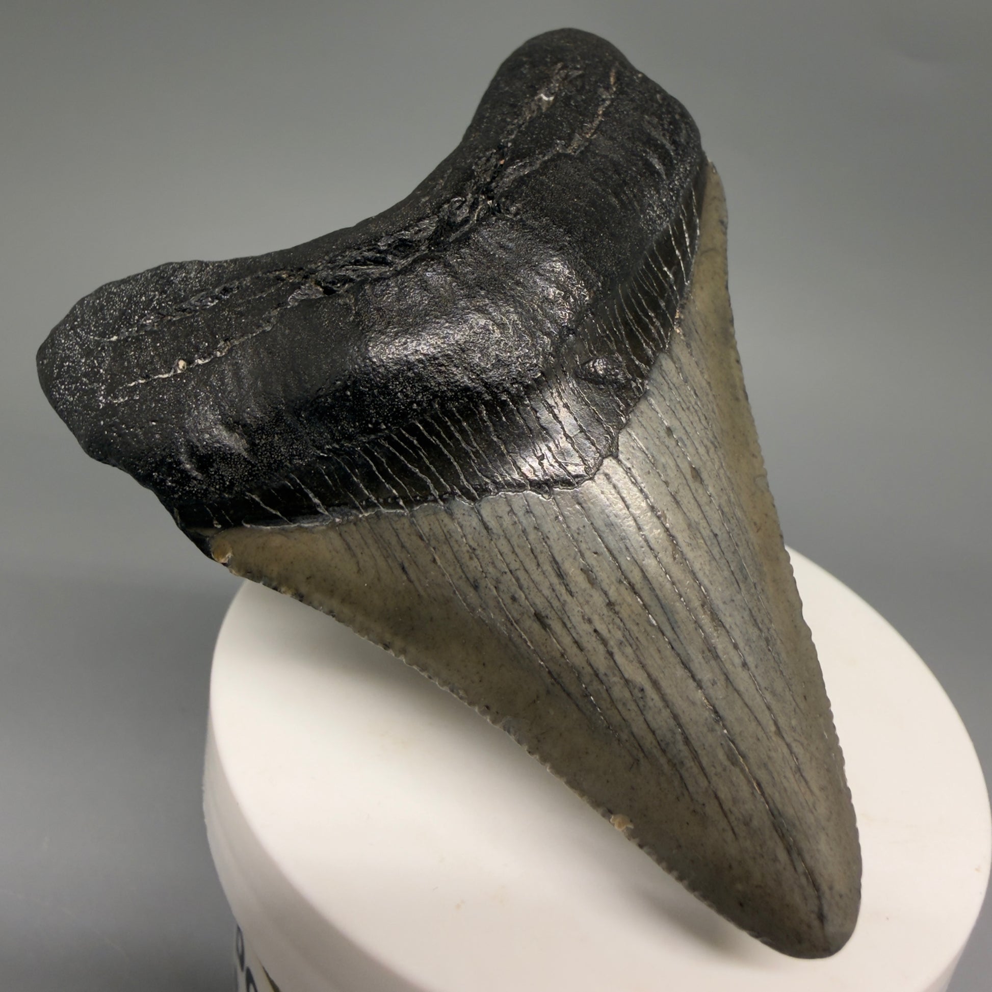Front Left View Great Shape 3.03" Megalodon Tooth from South Carolina megalodonteeth.com CM6555 