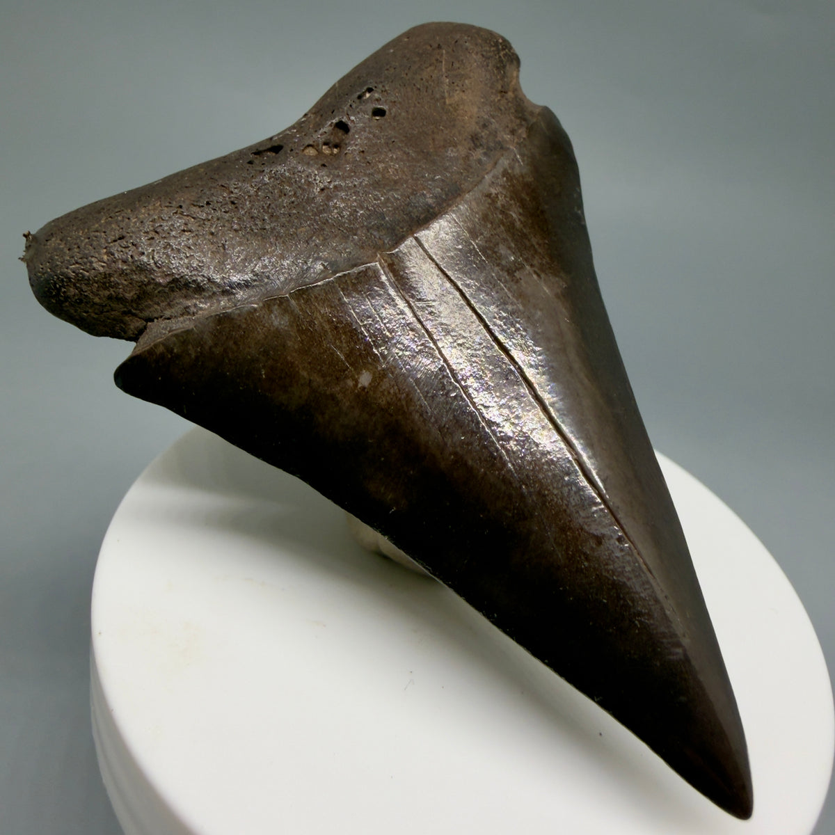 Front Left View HUGE, XL 3.00" Fossil Extinct Mako - Isurus hastalis Tooth from Saint Mary's River, Georgia M630 