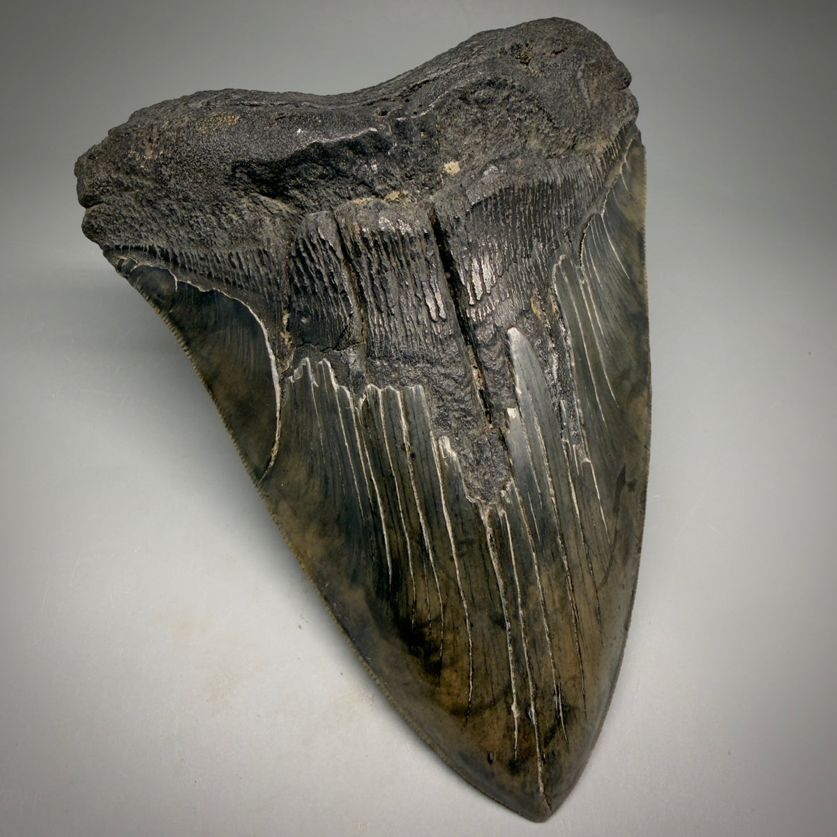 Front Left View HUGE, colorful, serrated 6.23" Fossil Monster Megalodon Tooth - South Carolina, USA megalodonteeth.com CM6603 