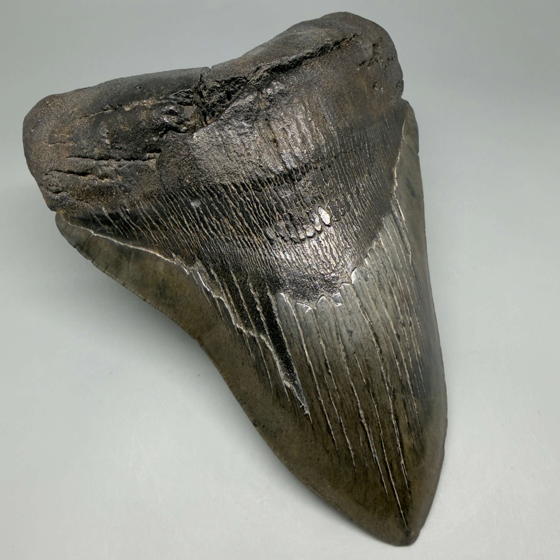 Front Left View HUGE, dark colored 6.26" Fossil Monster Megalodon Tooth - South Carolina, USA CM6445