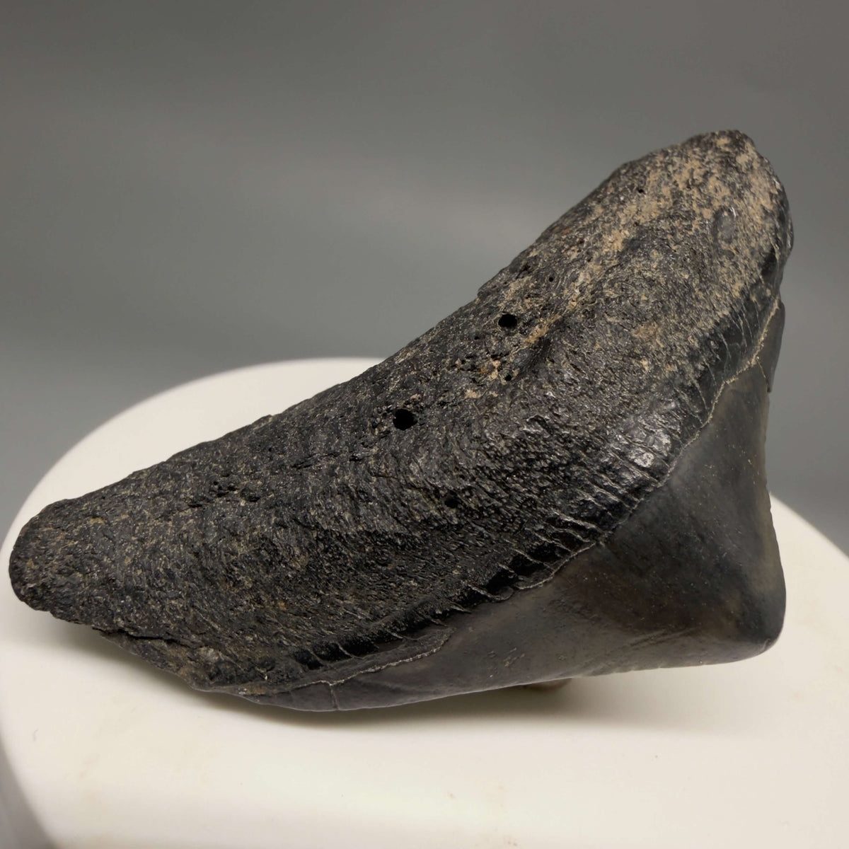 Front Left View HUGE posterior 2.23" Fossil Megalodon Tooth – South Carolina River Find | Authentic megalodonteeth.com CM6686