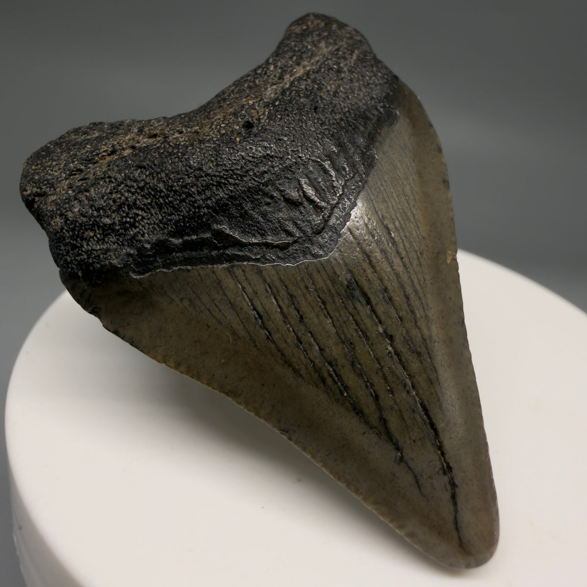Front Left View Heart-shaped 2.00" Fossil Megalodon Tooth – South Carolina River Find | Authentic megalodonteeth.com CM6684