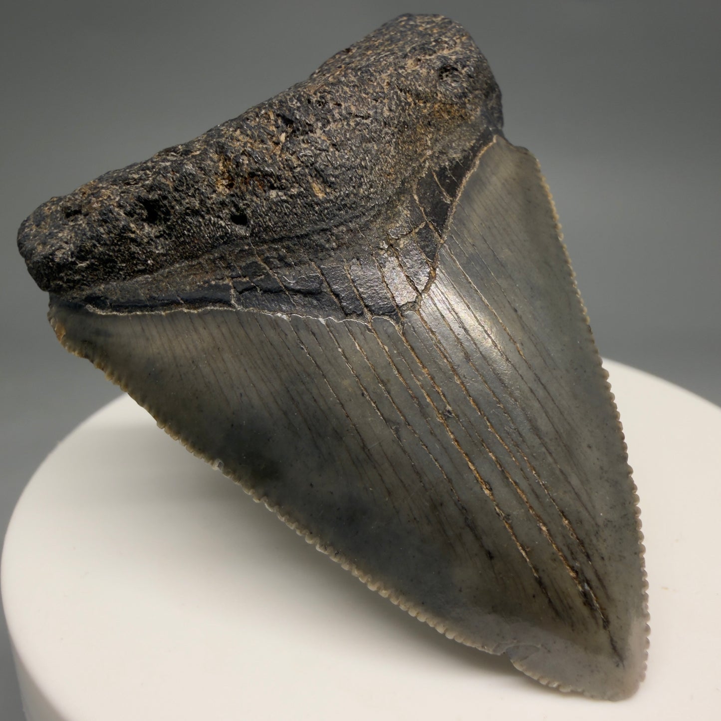 Front Left View Heart-shaped 2.10" Colorful Fossil Megalodon Tooth – South Carolina River Find | Authentic megalodonteeth.com CM6544