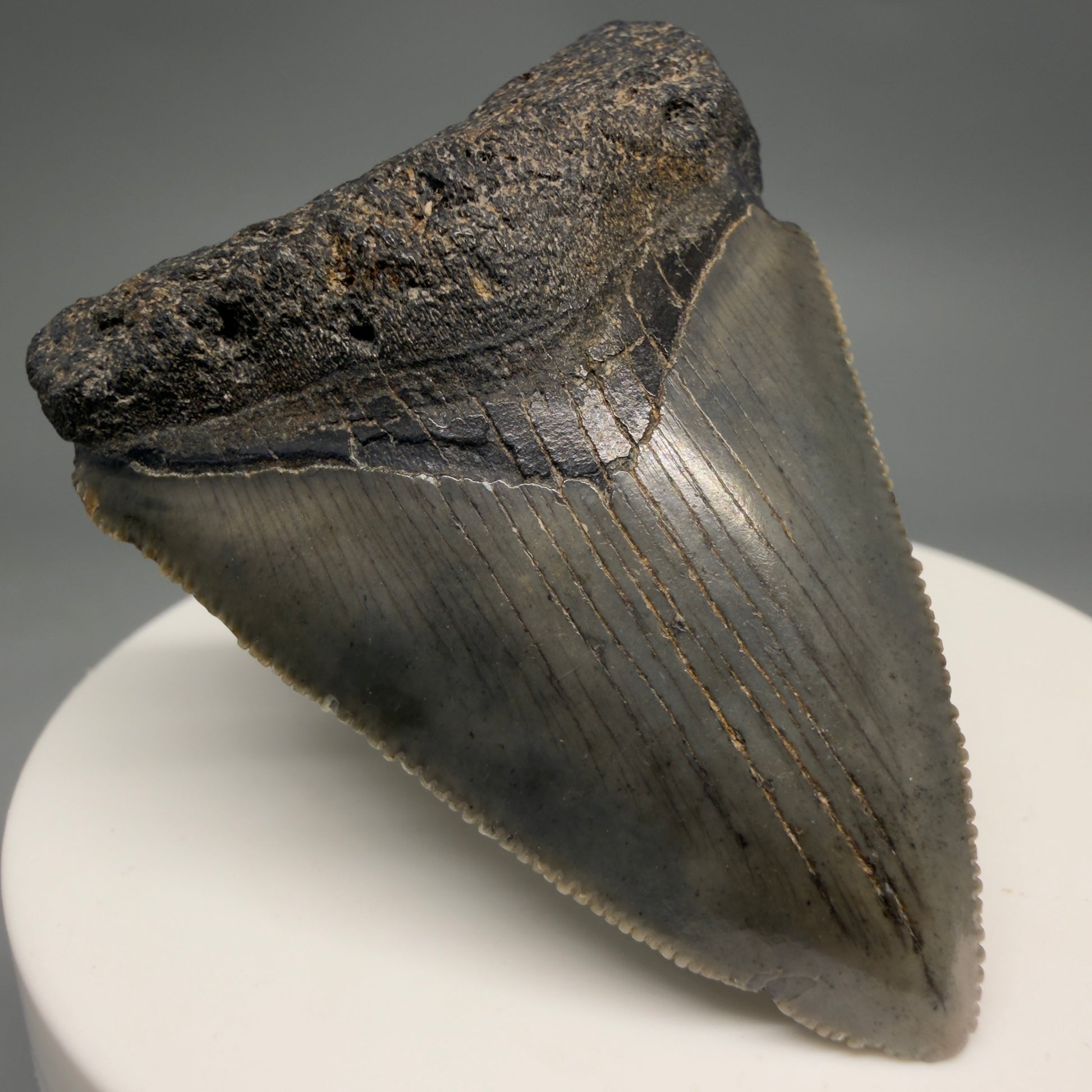 Front Left View Heart-shaped 2.10" Colorful Fossil Megalodon Tooth – South Carolina River Find | Authentic megalodonteeth.com CM6544