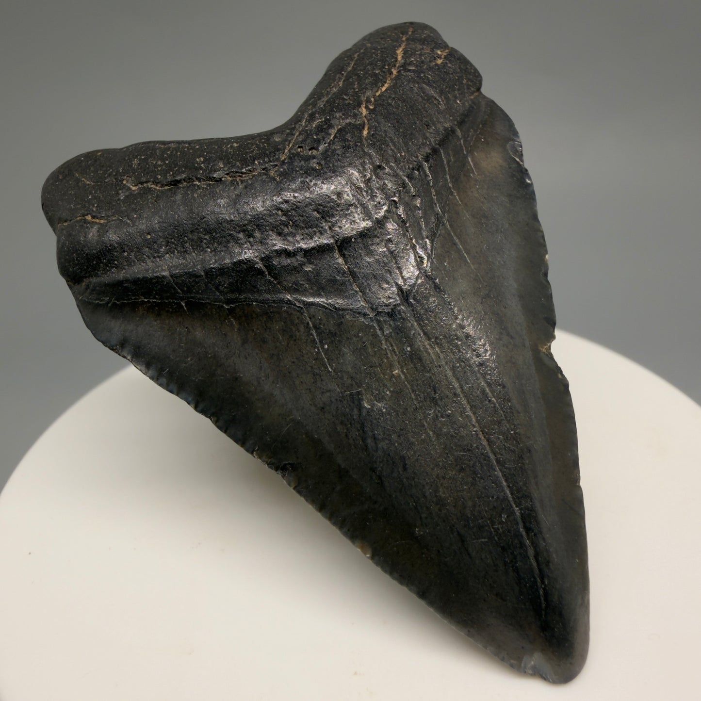 Front Left View Heart-shaped 2.30" Colorful Fossil Megalodon Tooth – South Carolina River Find | Authentic CM6482