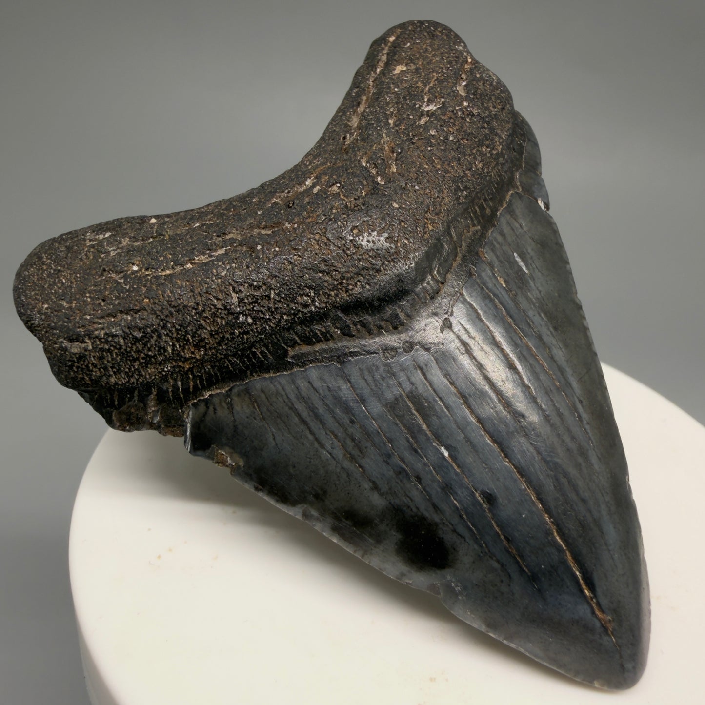 Front Left View Heart-shaped 2.52" Colorful Fossil Megalodon Tooth – South Carolina River Find | Authentic CM6487 