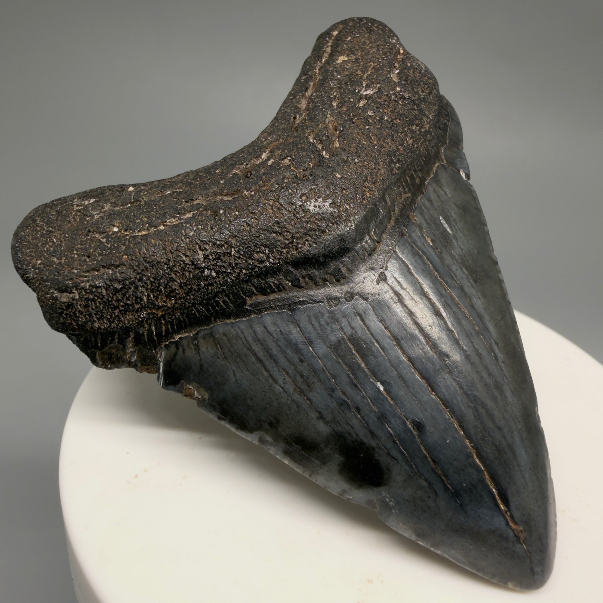 Front Left View Heart-shaped 2.52" Colorful Fossil Megalodon Tooth – South Carolina River Find | Authentic CM6487 