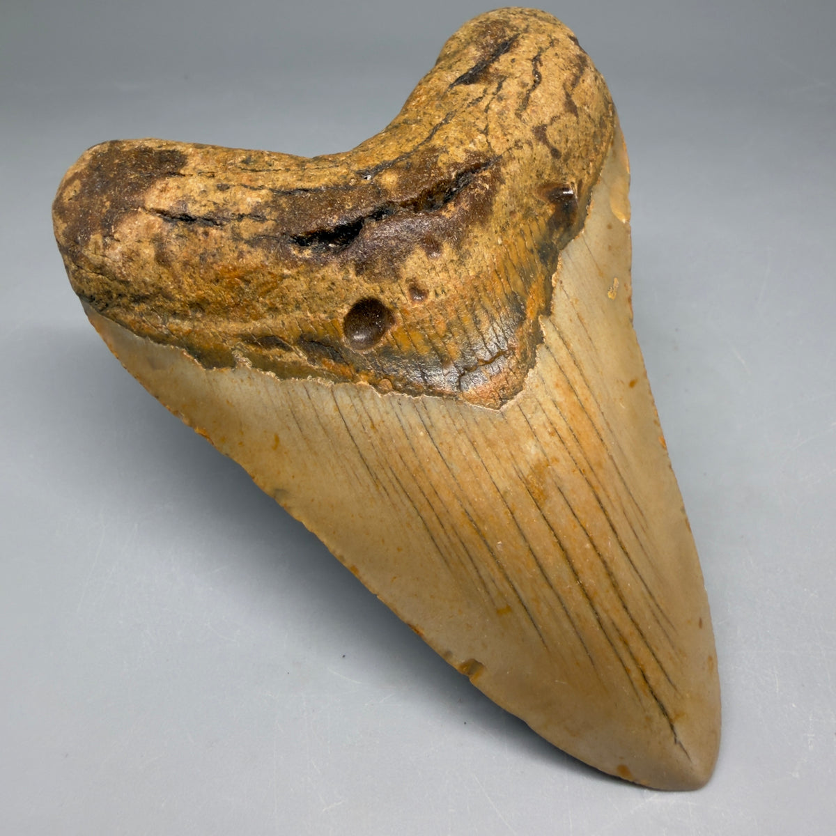 Front Left View Heart-shaped 4.17" Authentic Megalodon Tooth – North Carolina Fossil | Carcharocles megalodon megalodonteeth.com CM6651