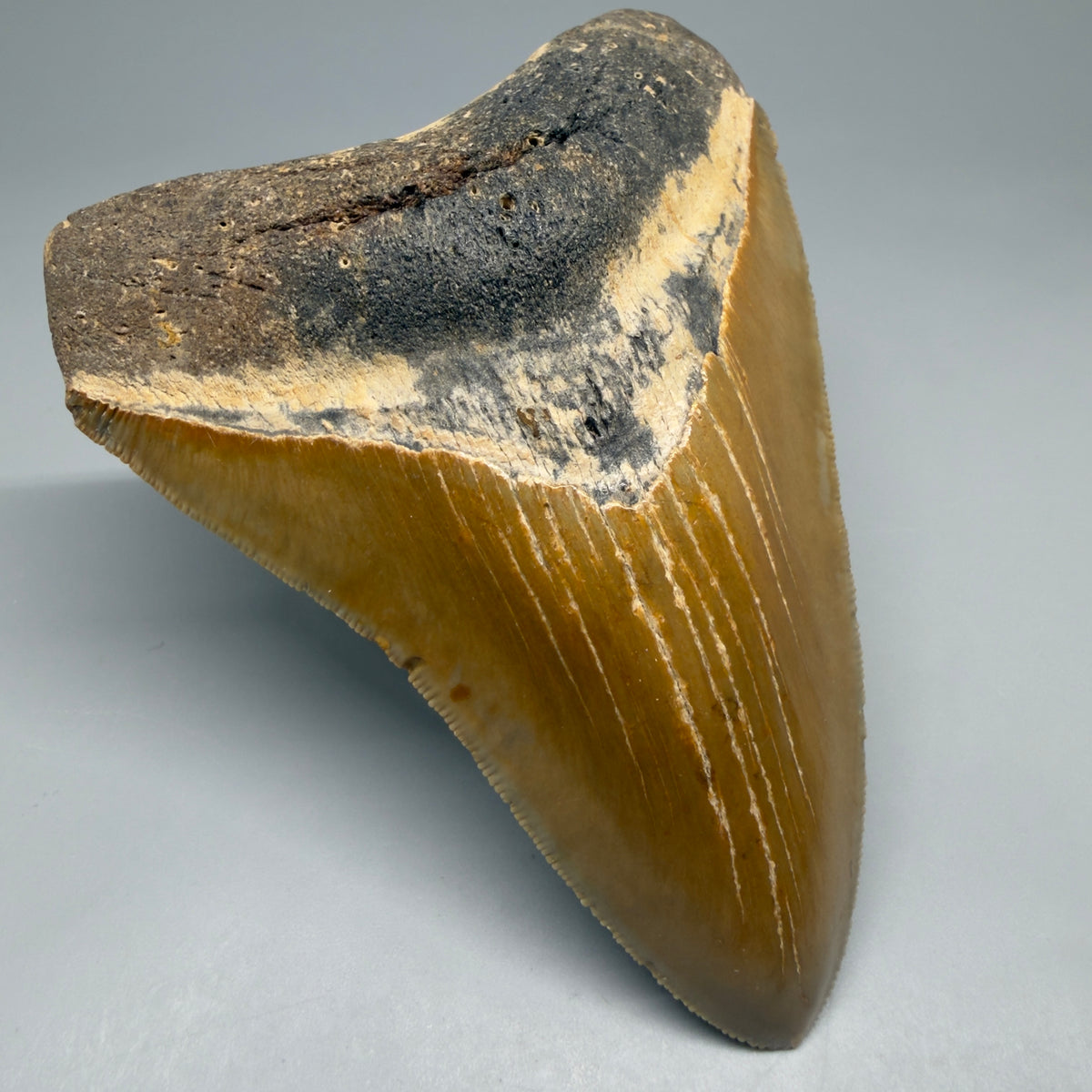 Front Left View Heart-shaped 4.38" Authentic Megalodon Tooth – North Carolina megalodonteeth.com CM6753