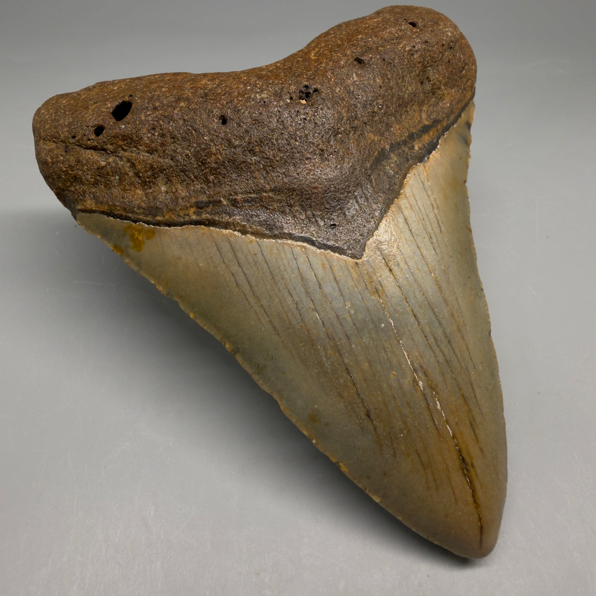 Front Left View Heart-shaped 4.42" Authentic Megalodon Tooth – North Carolina megalodonteeth.com CM6755