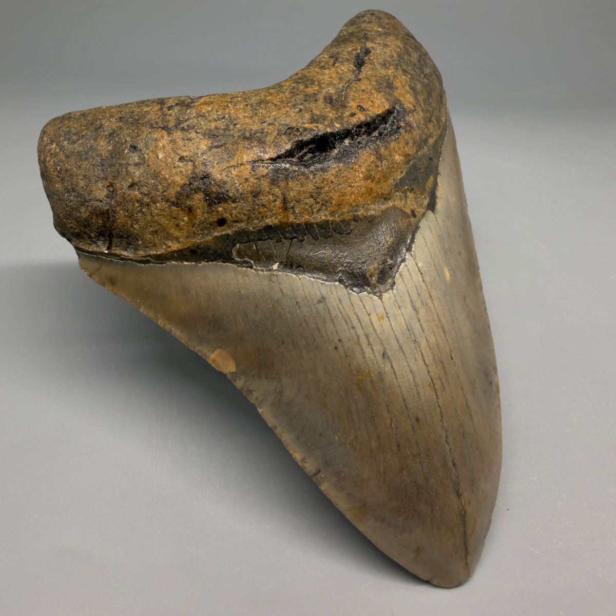 Front Left View Heart-shaped 4.55" Authentic Megalodon Tooth – North Carolina megalodonteeth.com CM6756