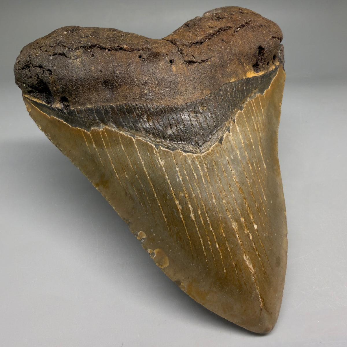 Front Left View Heart-shaped 4.63" Authentic Megalodon Tooth – North Carolina Fossil | Carcharocles megalodon megalodonteeth.com CM6758