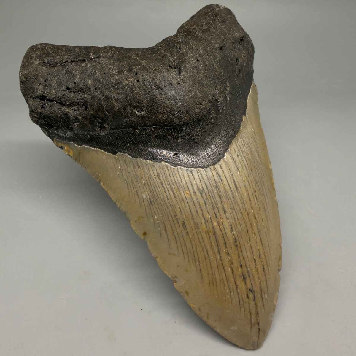 Front Left View Heart-shaped 4.68" Authentic Megalodon Tooth – North Carolina Fossil | Carcharocles megalodon megalodonteeth.com CM6657