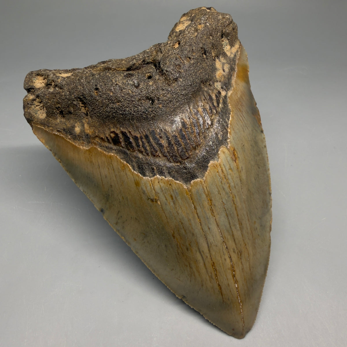 Front Left View Heart-shaped 4.82" Authentic Megalodon Tooth – North Carolina megalodonteeth.com CM6757 