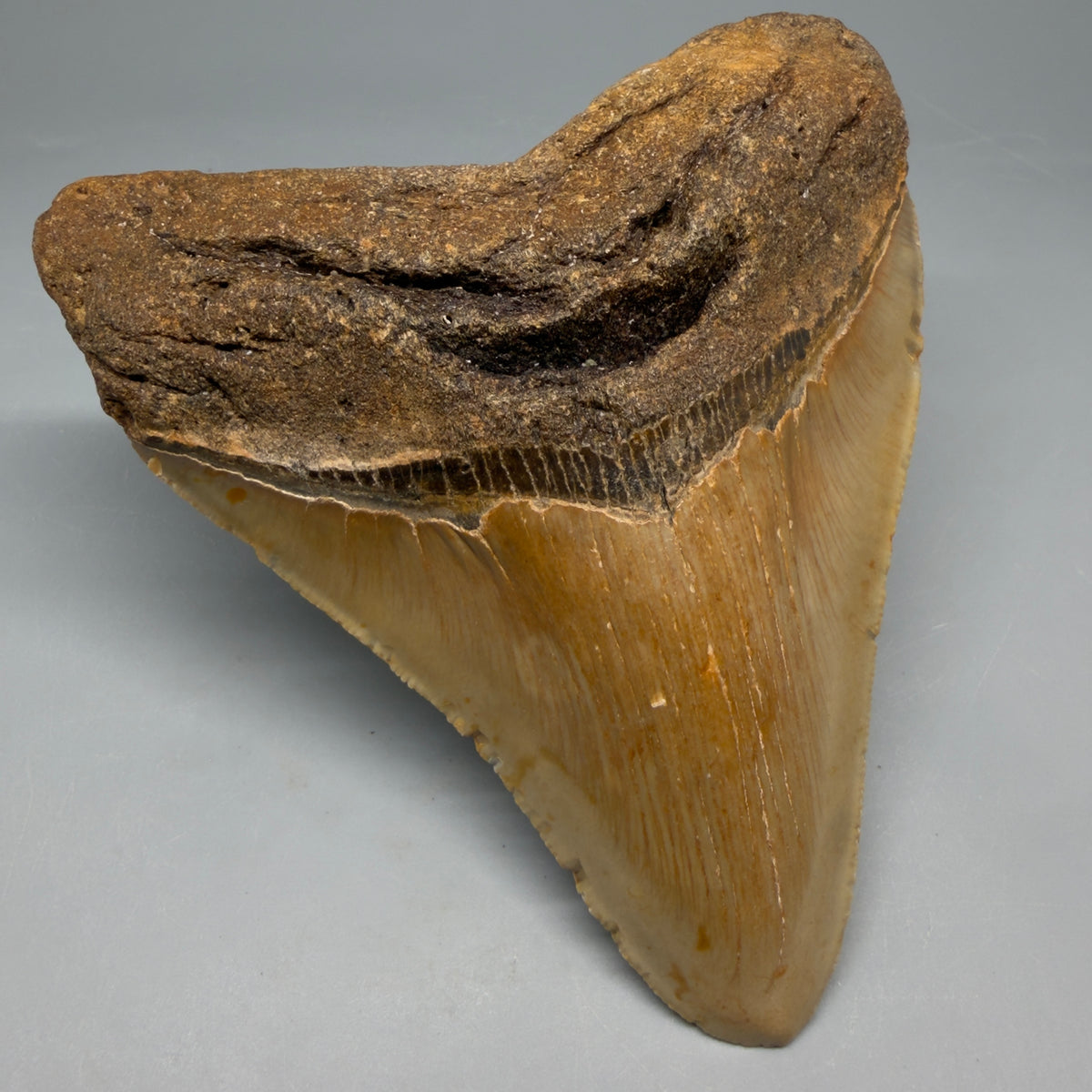Front Left View Heart-shaped 4.83" Authentic Megalodon Tooth – North Carolina Fossil | Carcharocles megalodon megalodonteeth.com CM6663