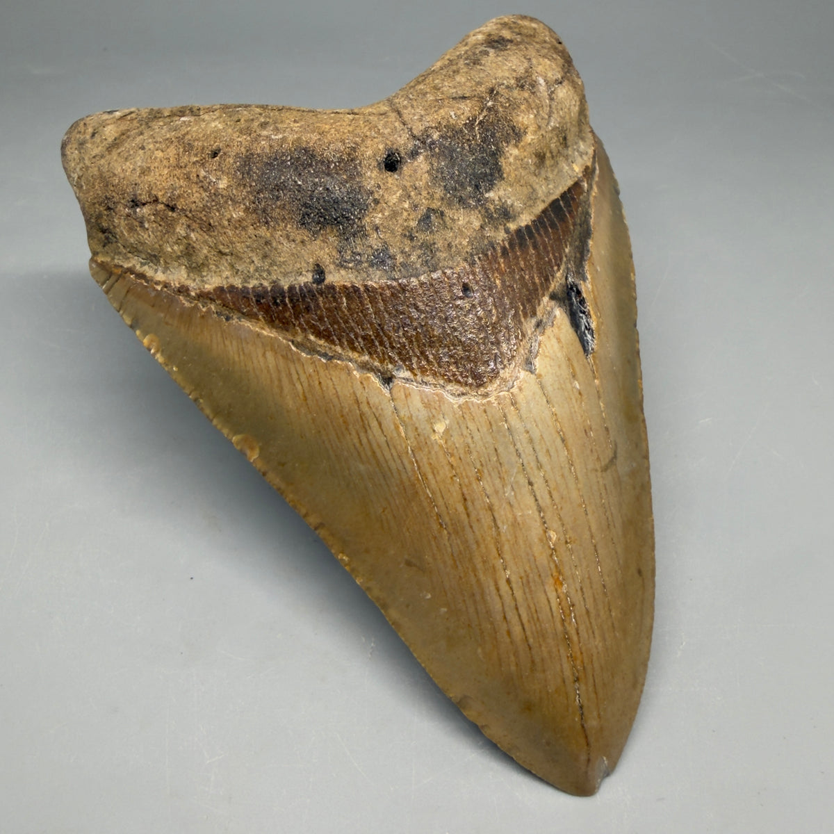 Front Left View Heart-shaped 4.88" Authentic Megalodon Tooth – North Carolina Fossil | Carcharocles megalodon megalodonteeth.com CM6661