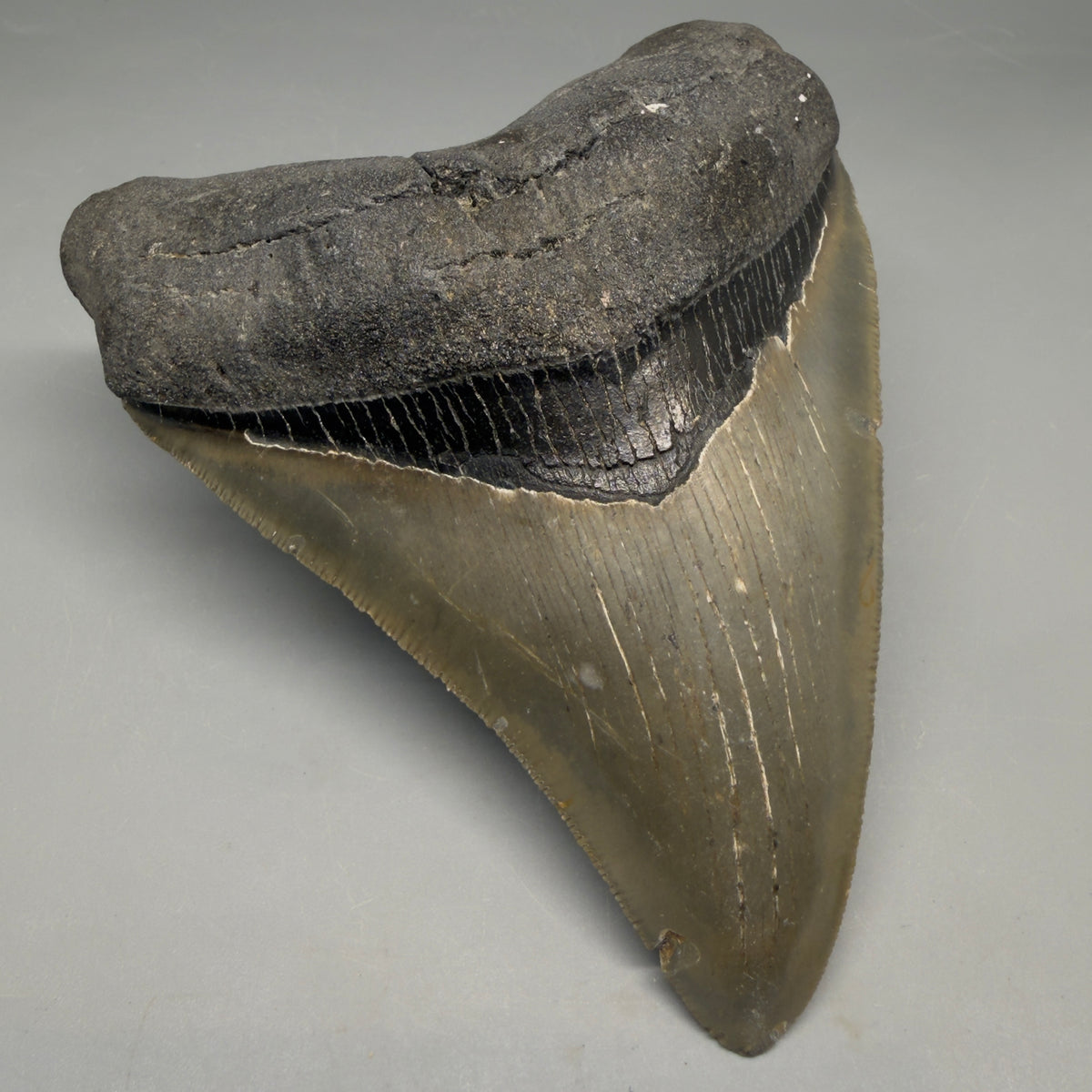 Front Left View Heart-shaped 4.91" Authentic Megalodon Tooth – North Carolina Fossil | Carcharocles megalodon megalodonteeth.com CM6662 