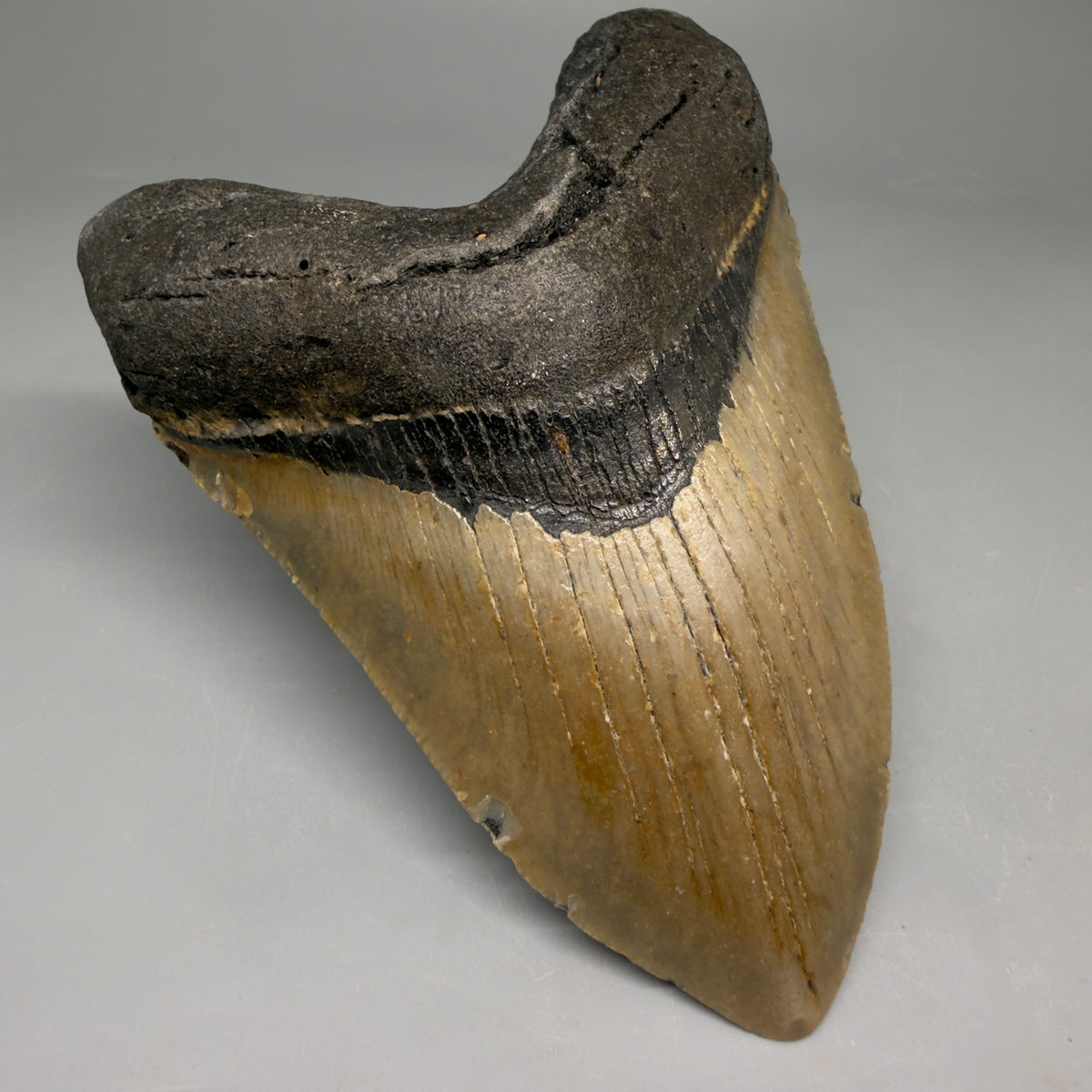 Front Left View Heart-shaped 4.94" Authentic Megalodon Tooth – North Carolina Fossil | Carcharocles megalodon megalodonteeth.com CM6659 - 1