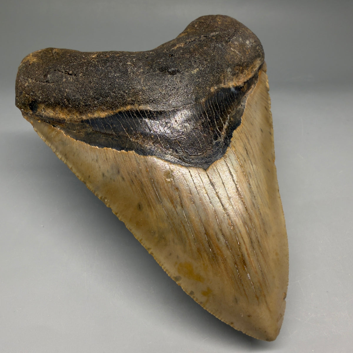 Front Left View Heart-shaped 4.96" Authentic Megalodon Tooth – North Carolina megalodonteeth.com CM6759