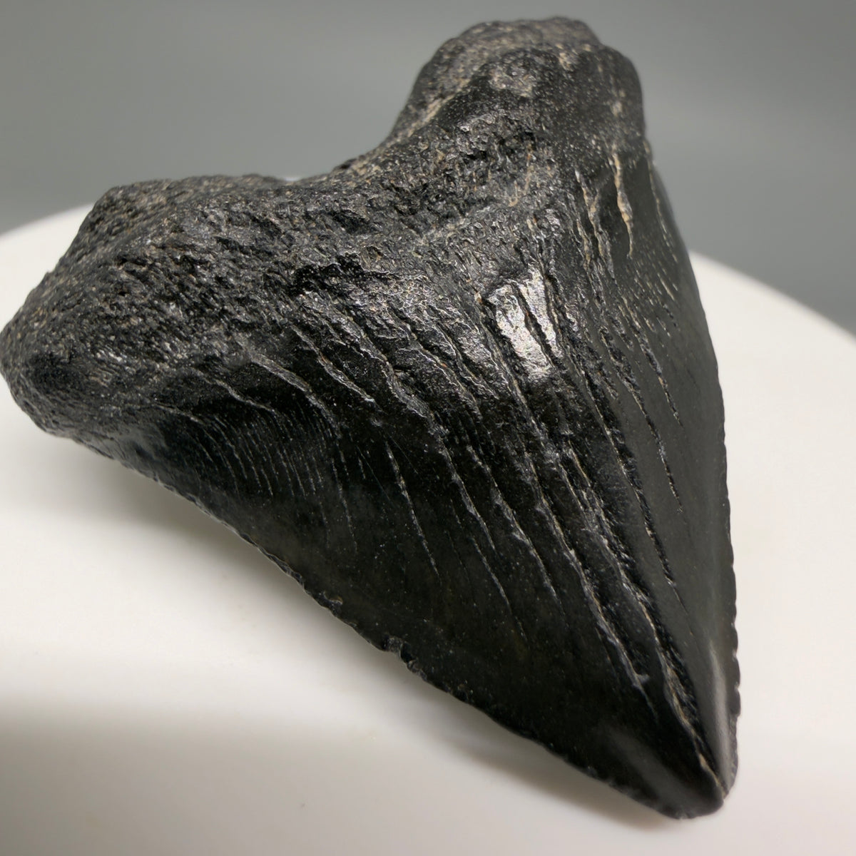 Front Left View Heart-shaped, Jet Black 1.40" Fossil Megalodon Tooth – South Carolina River Find | Authentic megalodonteeth.com CM6682