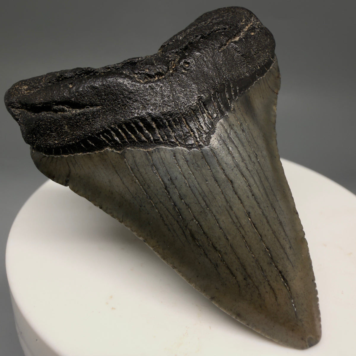 Front Left View Heart-shaped, dark colored 2.16" Fossil Megalodon Tooth – South Carolina River Find | Authentic megalodonteeth.com CM6732