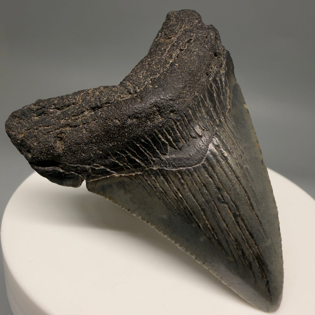 Front Left View Heart-shaped, dark colored 2.18" Fossil Megalodon Tooth – South Carolina River Find | Authentic megalodonteeth.com CM6685