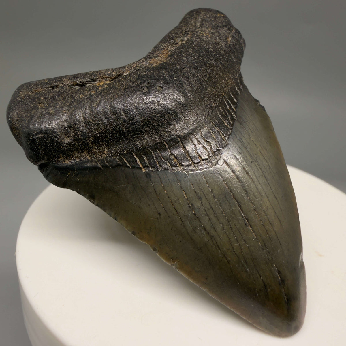 Front Left View Heart-shaped, dark colored 2.25" Fossil Megalodon Tooth – South Carolina River Find | Authentic megalodonteeth.com CM6687