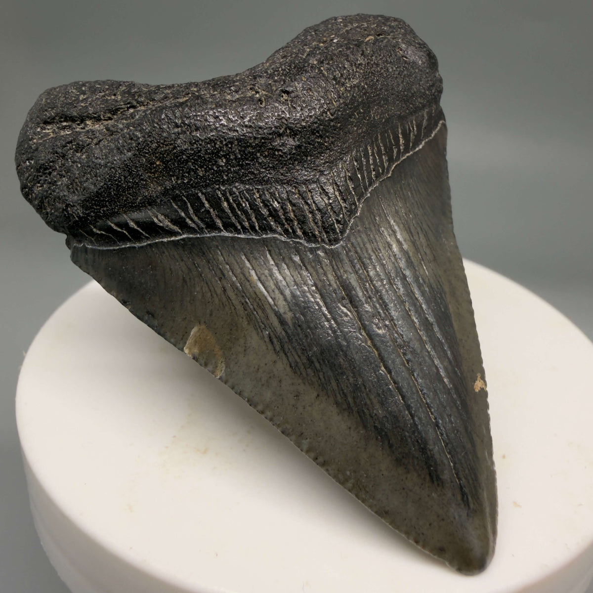 Front Left View Heart-shaped, dark colored 2.32" Colorful Fossil Megalodon Tooth – South Carolina River Find | Authentic megalodonteeth.com CM6692
