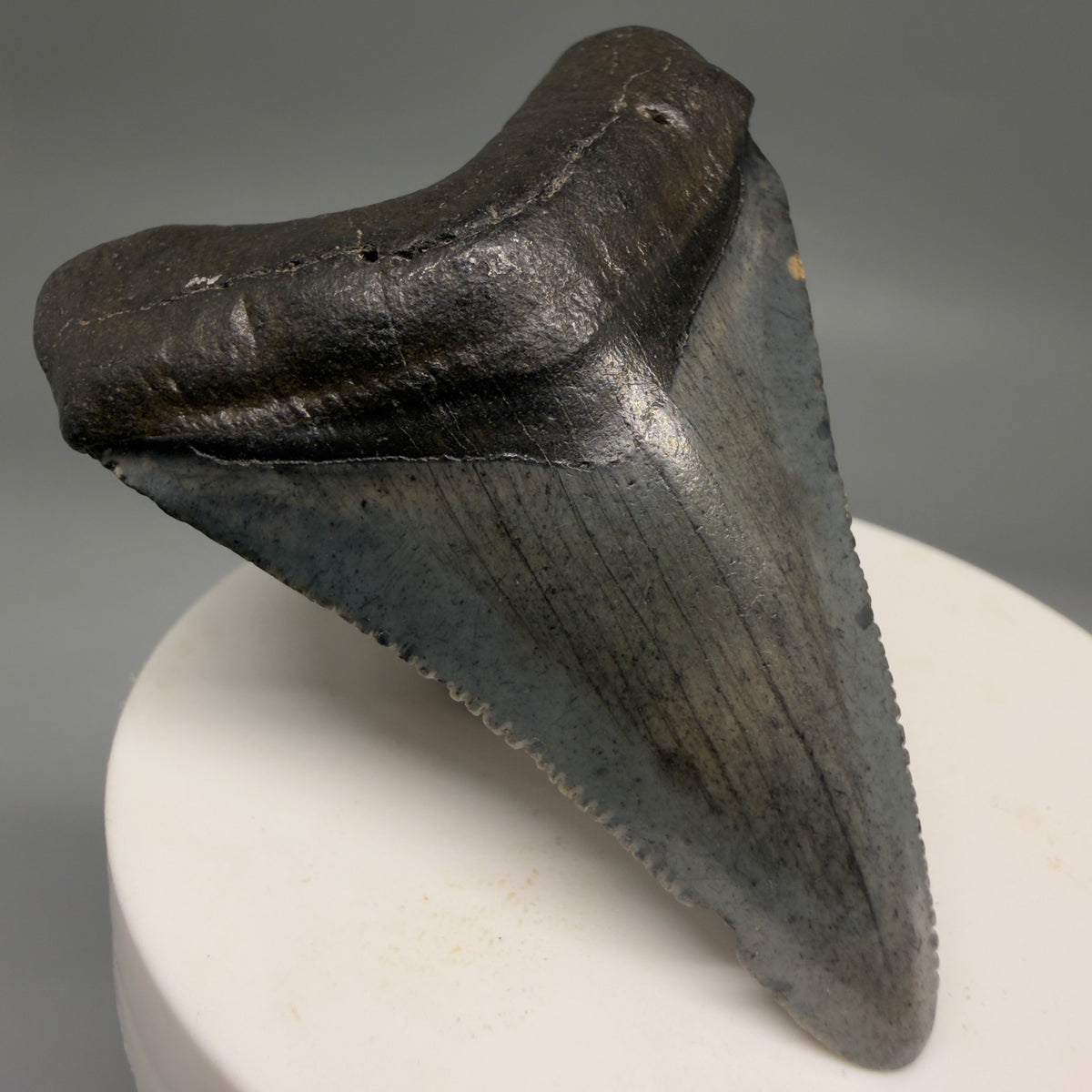 Front Left View Heart-shaped, dark colored 2.40" Fossil Megalodon Tooth – South Carolina River Find | Authentic megalodonteeth.com CM6694