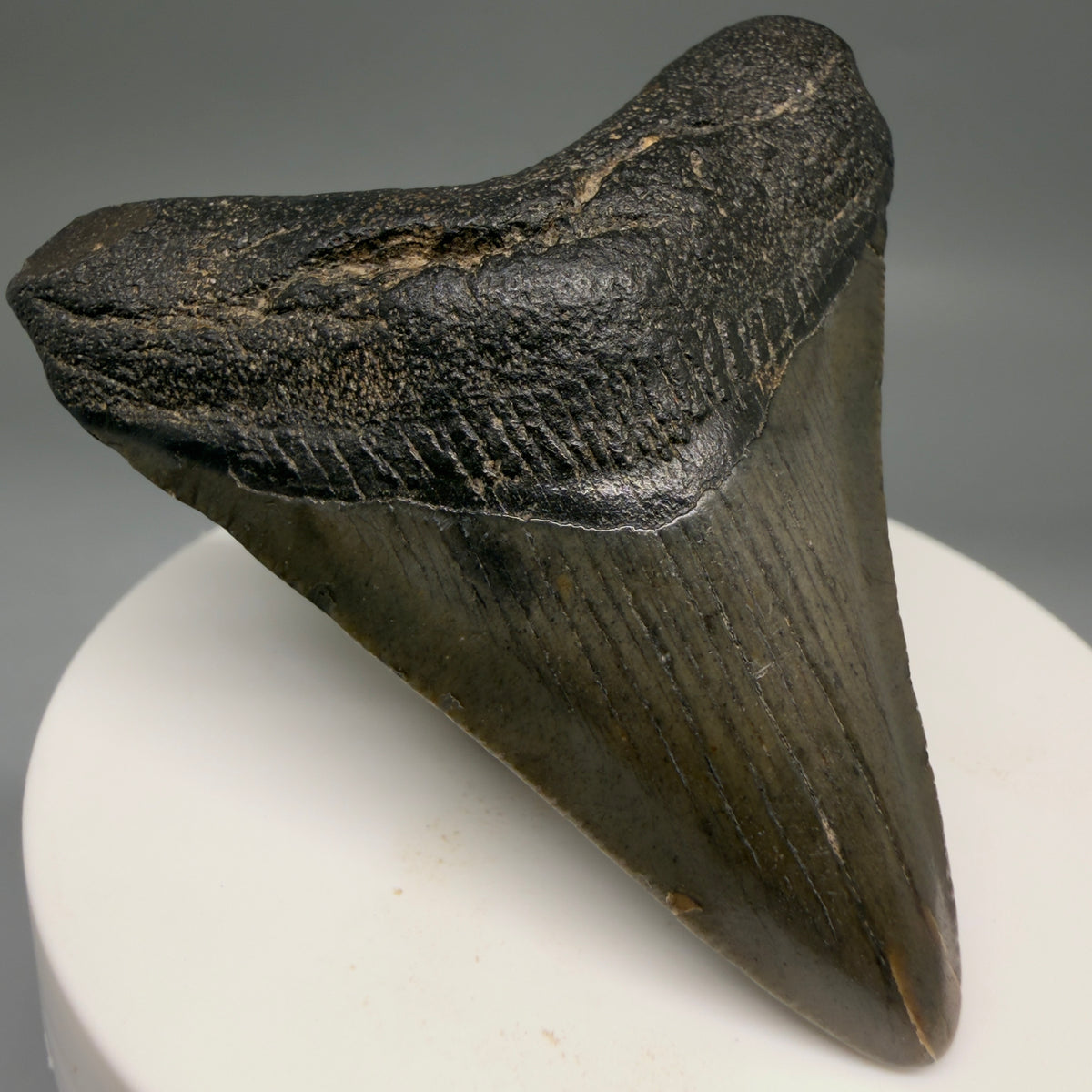 Front Left View Heart-shaped, dark colored 2.40" Fossil Megalodon Tooth – South Carolina River Find | Authentic megalodonteeth.com CM6736