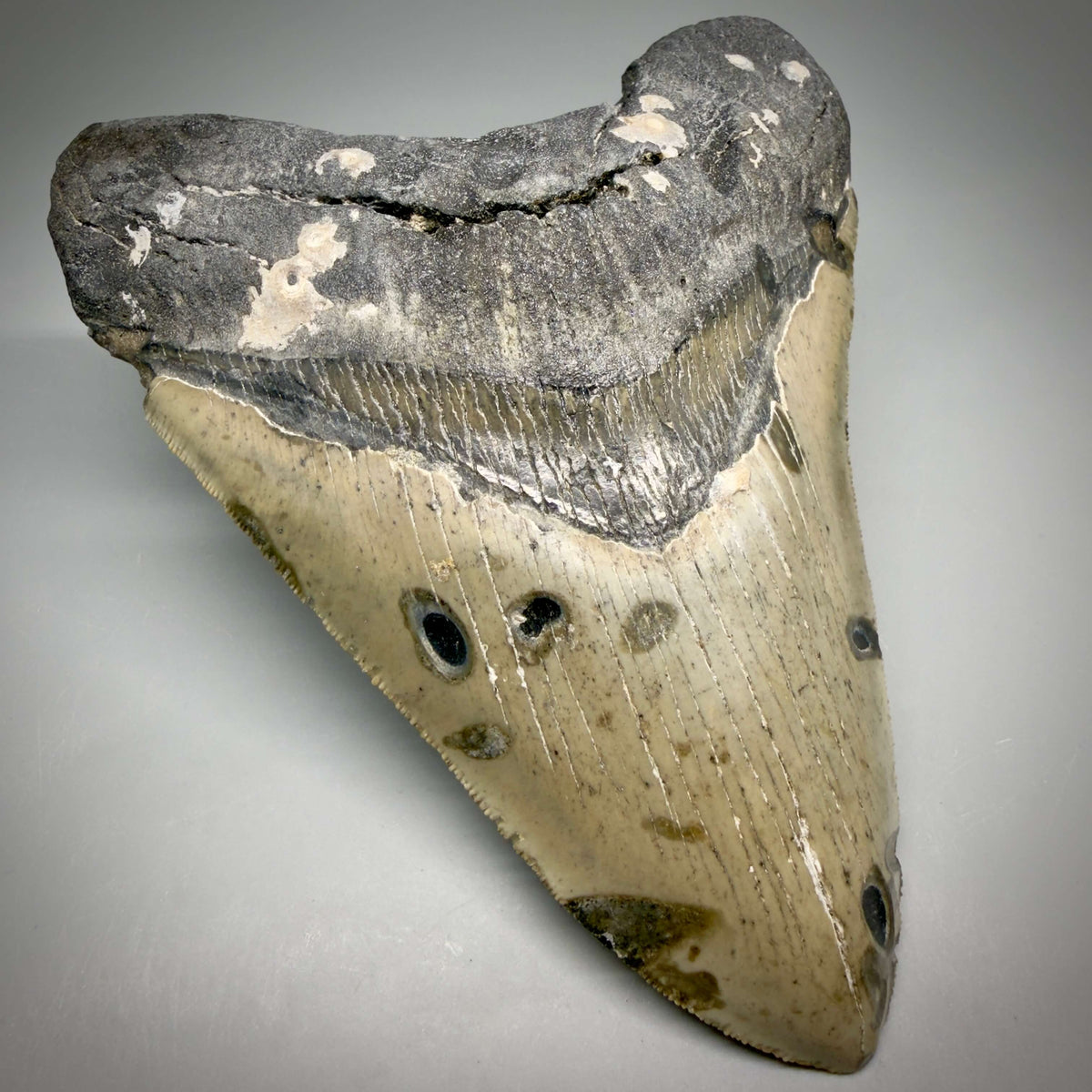 Front Left View Heart shaped, collector's quality 5.75" Authentic Megalodon Tooth – North Carolina Fossil | Carcharocles megalodon megalodonteeth.com CM6701