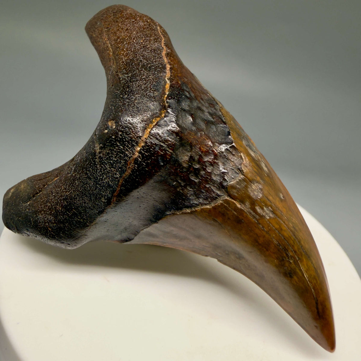 Front Left View High Quality, colorful, large 2.75" Fossil Parotodus benedeni Tooth from Banten, Indonesia megalodonteeth.com R664