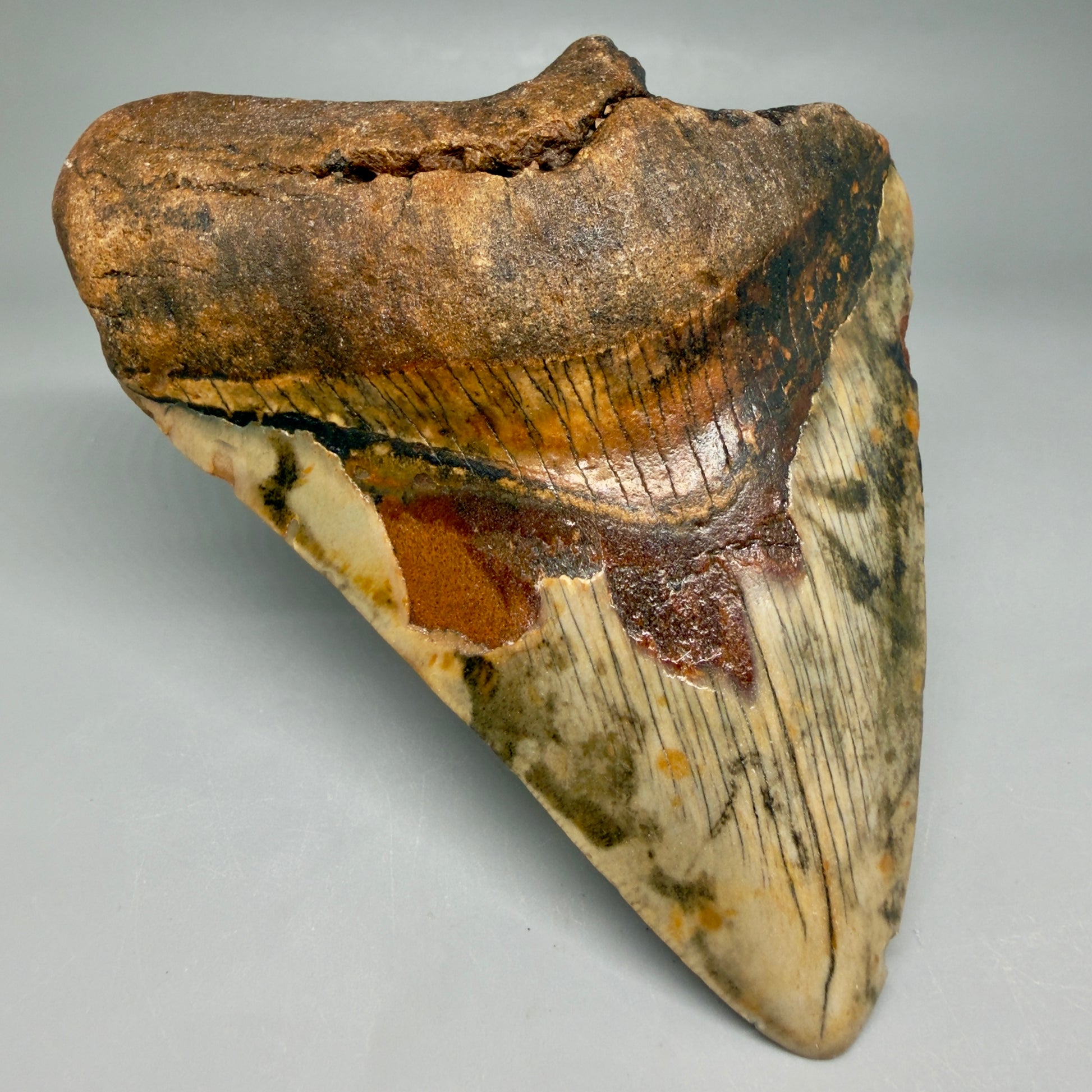 Front Left View Insane colors 5.10" Authentic Megalodon Tooth – North Carolina Fossil | Carcharocles megalodon CM6459 