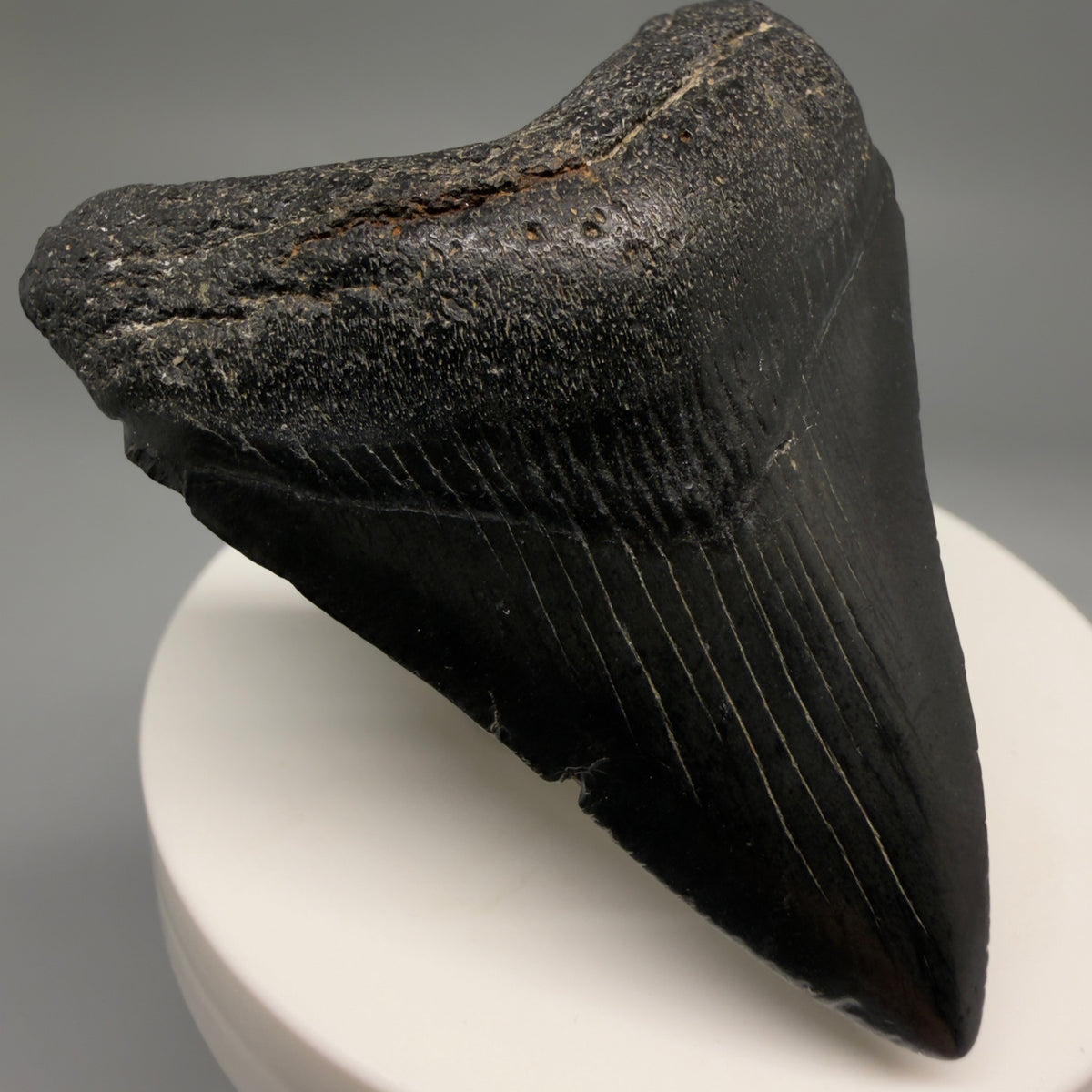 Front Left View Jet Black 2.38" Fossil Megalodon Tooth – South Carolina River Find | Authentic megalodonteeth.com CM6734